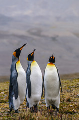 Three King Penguins at Fortuna Bay