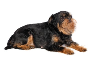 Belgian Griffon, Brussels Griffon dog on Isolated white Background in studio