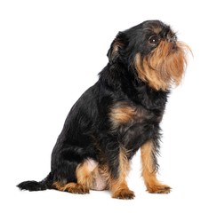 Belgian Griffon, Brussels Griffon dog on Isolated white Background in studio