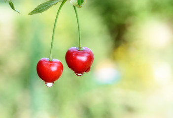 Sweet cherry berries on a tree branch close-up