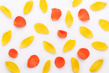 Pattern with yellow tulip and red roses petals isolated on white background. Parts of fresh flowers are unevenly distributed.