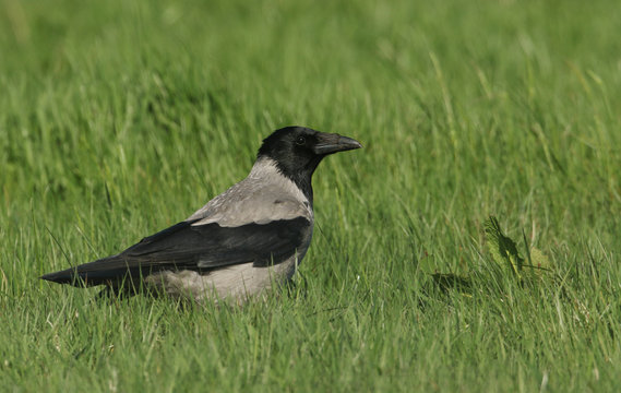 A Hooded Crow (Corvus cornix) hunting for food in a grassy field in Orkney, Scotland.