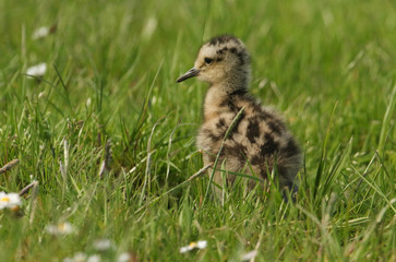 A cute Curlew chick (Numenius arquata) hunting for food in a meadow.