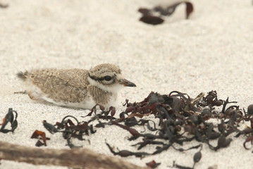 A cute baby Ringed Plover (Charadrius hiaticula) hiding from predators in the sand on a beach on Orkney, Scotland.