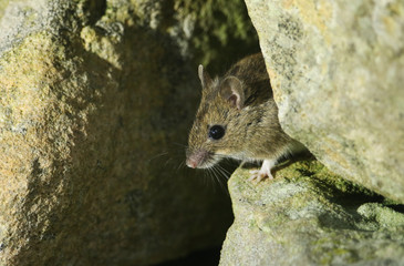 A cute wild Wood Mouse (Apodemus sylvaticus) poking its head out of its home in a stone wall on Orkney, Scotland.