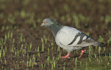 A Rock Dove or Feral pigeons (Columba livia) searching for food in a crop field that is just starting to show the newly grown green shoots.