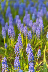 Grape Hyacinth Muscari armeniacum flower
