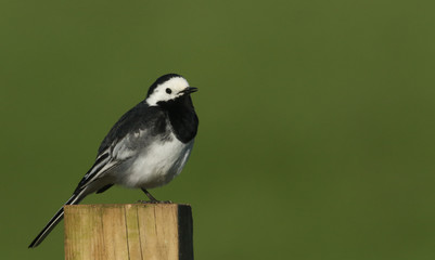 Obraz premium A stunning Pied Wagtail (Motacilla alba) perched on a post in Orkney, Scotland.