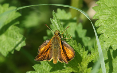 	 A Large Skipper Butterfly (Ochlodes sylvanus) perched on a stinging nettle.