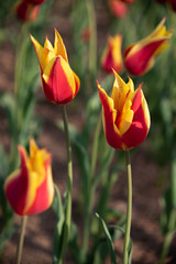 Red Yellow Lily-Flowered Tulipa Synaeda King. Colorful Tulip flower fields.