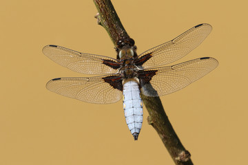 A stunning male Broad-bodied Chaser Dragonfly (Libellula depressa) perched on a branch.