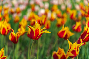 Red Yellow Lily-Flowered Tulipa Synaeda King. Colorful Tulip flower fields.