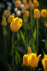 Obraz premium Yellow Triumph Tulipa Kikomachi. Colorful Tulip flower fields.