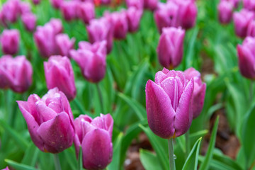 Obraz premium Purple Triumph Tulipa Copex. Colorful Tulip flower fields.