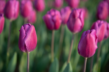 Fototapeta premium Purple Triumph Tulipa Negrita. Colorful Tulip flower fields.