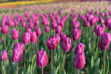 Fototapeta premium Purple Triumph Tulipa Negrita. Colorful Tulip flower fields.