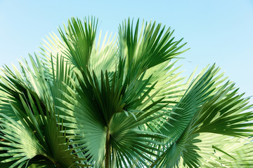 Fiji fan palm.