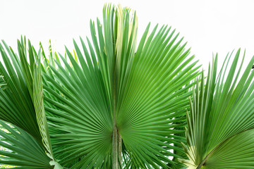 Fiji fan palm.