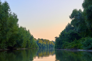 The overgrown shore of green thick thickets of trees and wild grapes on the banks of the Danube river at summer