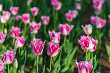 Pink Fringed Tulipa Huis Ten Bosch. Colorful Tulip flower fields.
