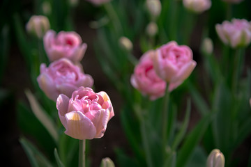 Pink white Double Late Tulipa Angelique. Colorful Tulip flower fields.