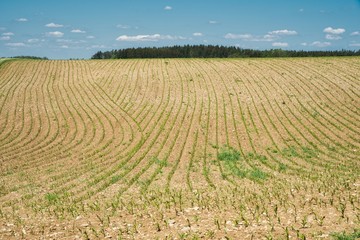 Fototapeta na wymiar Feld mit Maispflanzen im Frühling