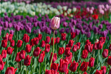 Isolated Tulip, Colorful Tulip flower fields.