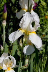 Summer Iris flowers