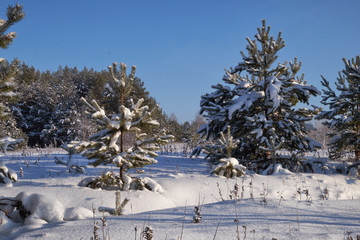nature winter forest snow
