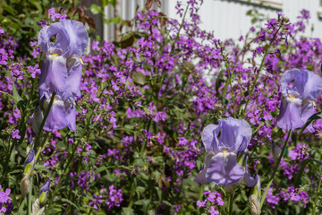 Fototapeta premium Purple Iris with wild Dame's rocket flowers
