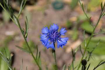 Blue Cornflower in the garden