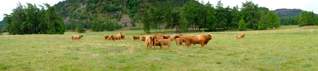 Toro y vacas en Escocia