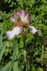 Summer Iris flower