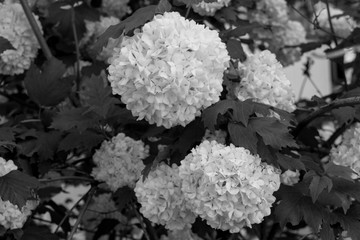 Black and white hydrangea flowers