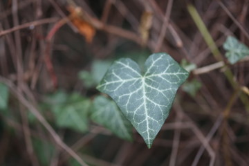 tendrils leaf