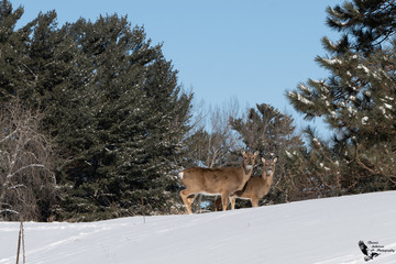 deer in winter forest
