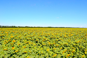 sunflowers