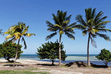 Obraz na płótnie Canvas Beach of Pointe Faula - Le Vauclin, Martinique FWI