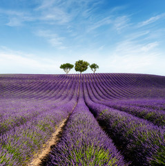 lavender field with tree