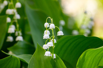 Obraz premium Lily of the valley (Convallaria majalis), blooming in the spring forest, close-up