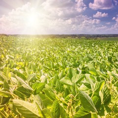 Rural landscape - field the soybean (Glycine max) in the rays summer sun under sky with clouds
