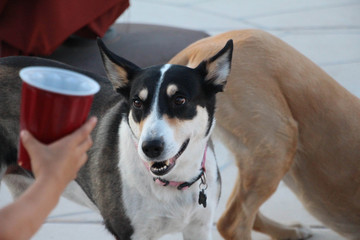 Party animal at a pool party