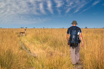 Tourist walking and doe on steppe path in overgrown with tall grass under hot summer sky