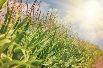 Rural landscape - corn field on sunny hot summer day