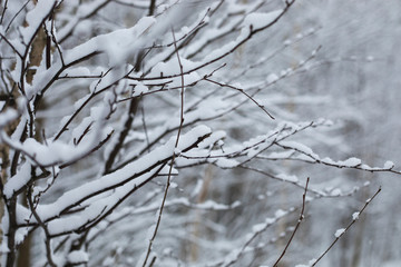 Fototapeta na wymiar Snow on the branches