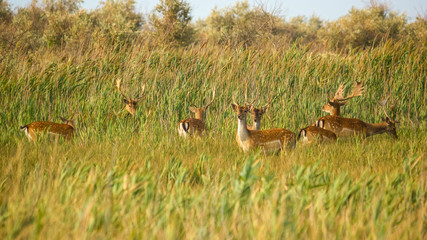 Wildlife landscape - herd of wild fallow deer (Dama dama) in the steppe thickets on hot summer day