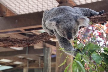 Naklejka premium Koala haning on branch 