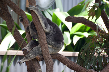 Fototapeta premium Koala haning on branch 