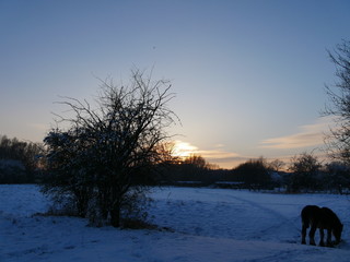 Cheval au cr&eacute;puscule