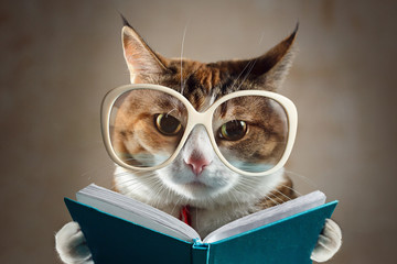 Cat in glasses holding a turquoise book and strictly looks into the camera. Concept of education,...